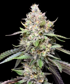 Cookies-and-Cream-Feminized-Strain