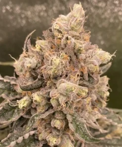 Cream-Caramel-Feminized-Strain