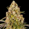 Critical-Kush-Autoflowering-Strain