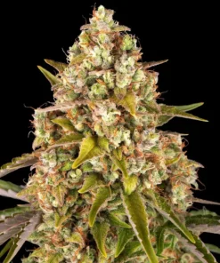 Critical-Kush-Autoflowering-Strain