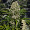 Critical-Mass-Feminized-Strain