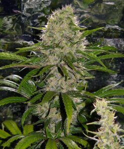 Critical-Mass-Feminized-Strain