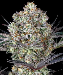 Do-Si-Dos-Feminized-Strain