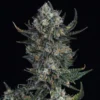 Durban-Poison-Feminized-Strain
