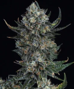 Durban-Poison-Feminized-Strain