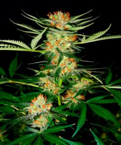 Early Queen Feminized Strain