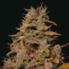 Forbidden-Fruit-Cake-Feminized-Strain