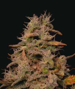 Forbidden-Fruit-Cake-Feminized-Strain