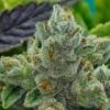 GG4-Feminized-Strain