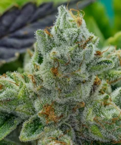 GG4-Feminized-Strain