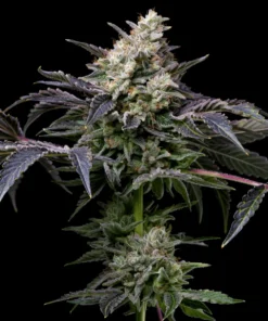 GMO-Cookies-Feminized-Strain