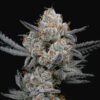 Gary-Payton-Feminized-Strain