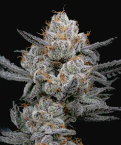 Gary-Payton-Feminized-Strain