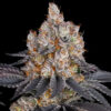Gelato-Feminized-Strain