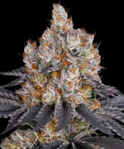 Gelato-Feminized-Strain