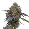 Granddaddy-Purp-Feminized-Strain