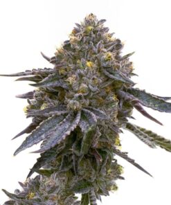 Granddaddy-Purp-Feminized-Strain