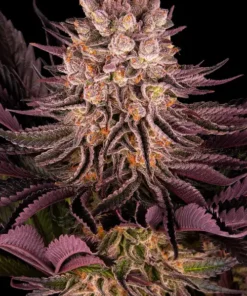 Grape Muerte Autoflowering Seeds