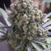 Green-Crack-Feminized-Strain