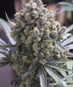 Green-Crack-Feminized-Strain