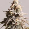 Gushers-Feminized-Strain