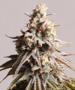 Gushers-Feminized-Strain