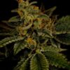 Hindu-Kush-Feminized-Strain