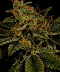 Hindu-Kush-Feminized-Strain
