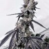 Horchata-Feminized-Strain
