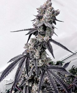 Horchata-Feminized-Strain