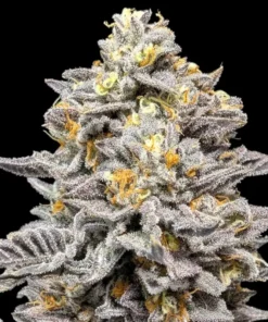 Ice-Cream-Feminized-Strain