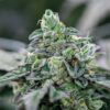 Italian-Ice-Feminized-Strain