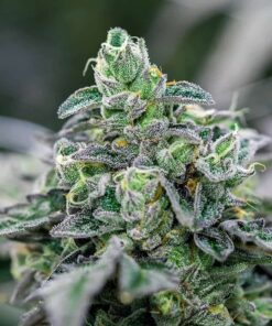 Italian-Ice-Feminized-Strain