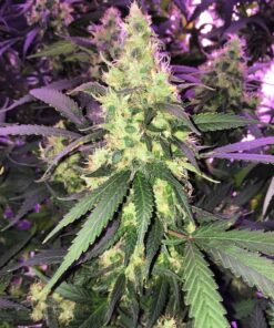 Jack-47-Autoflowering-Strain