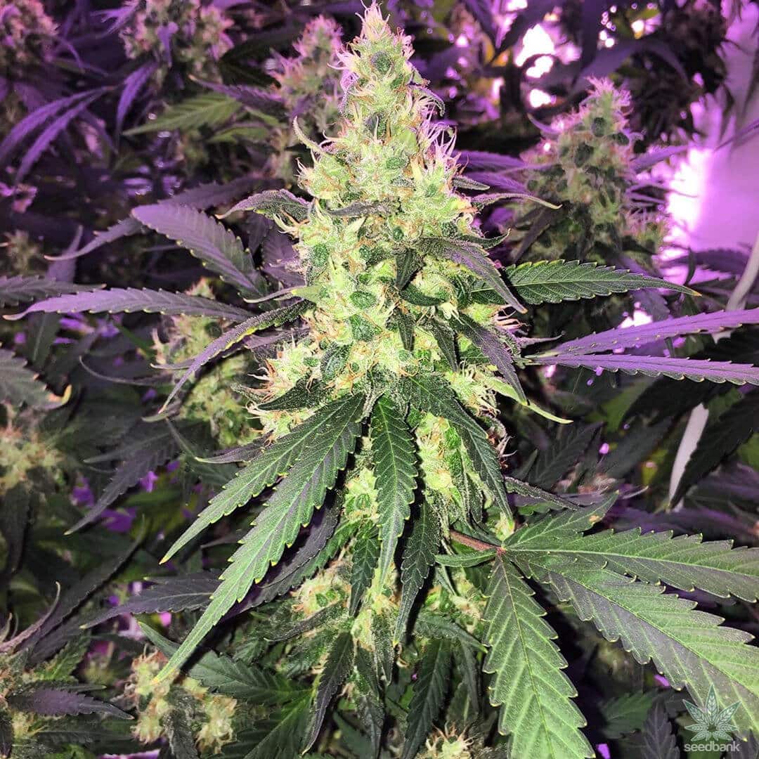 Jack-47-Autoflowering-Strain