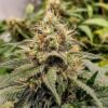 Jack-Herer-Feminized-Strain