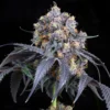 Jet-Fuel-Feminized-Strain