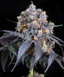 Jet-Fuel-Feminized-Strain