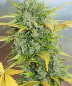 Kalashnikov-Autoflowering-Strain