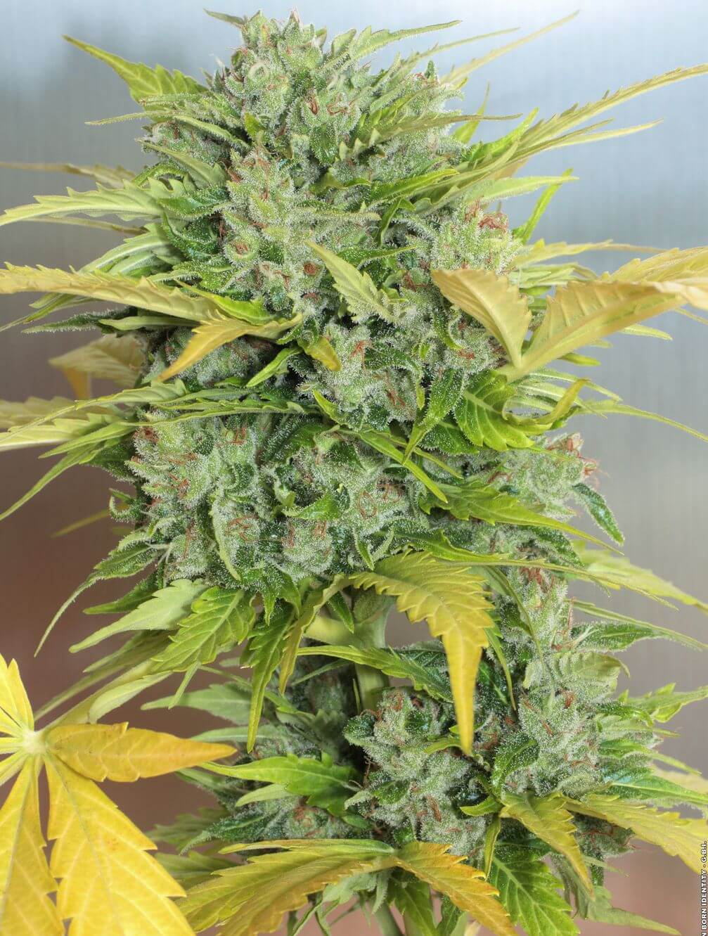 Kalashnikov-Autoflowering-Strain