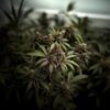 Kera-Classic-CBD-Black-Diamond-Strain