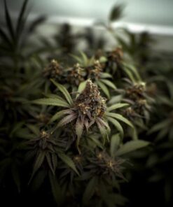 Kera-Classic-CBD-Black-Diamond-Strain