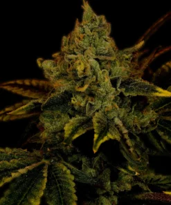 King-Louis-XIII-Feminized-Strain