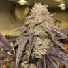 Lemon-Cherry-Gelato-Feminized-Strain