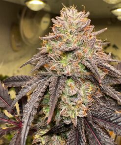 Lemon-Cherry-Gelato-Feminized-Strain
