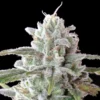 MAC-1-Feminized-Strain