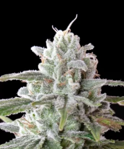 MAC-1-Feminized-Strain