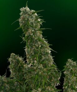 Malana-Bomb-Autoflowering-Strain
