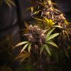 Mamba-Negra-Auto-CBD-Strain