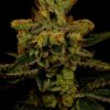 Master-Kush-Feminized-Strain